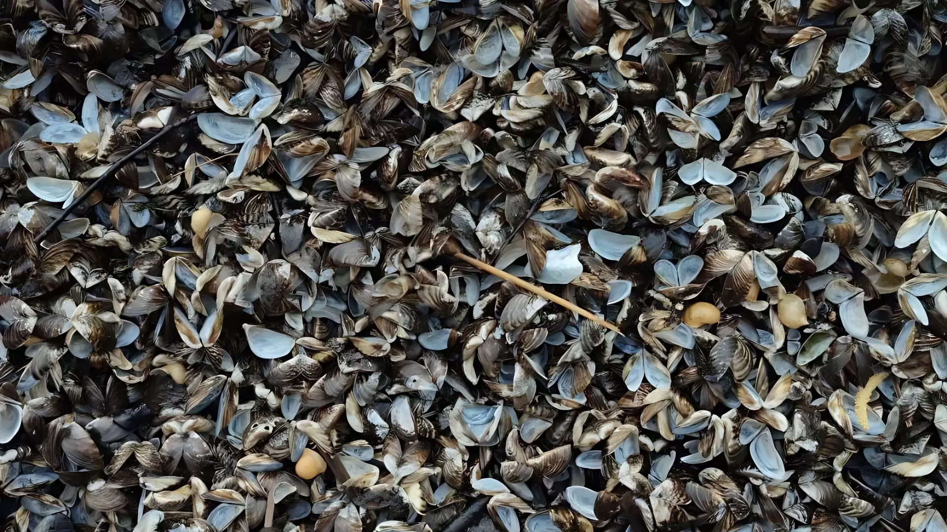 Тысячи панцирей моллюсков усыпали берег Шершневского водохранилища