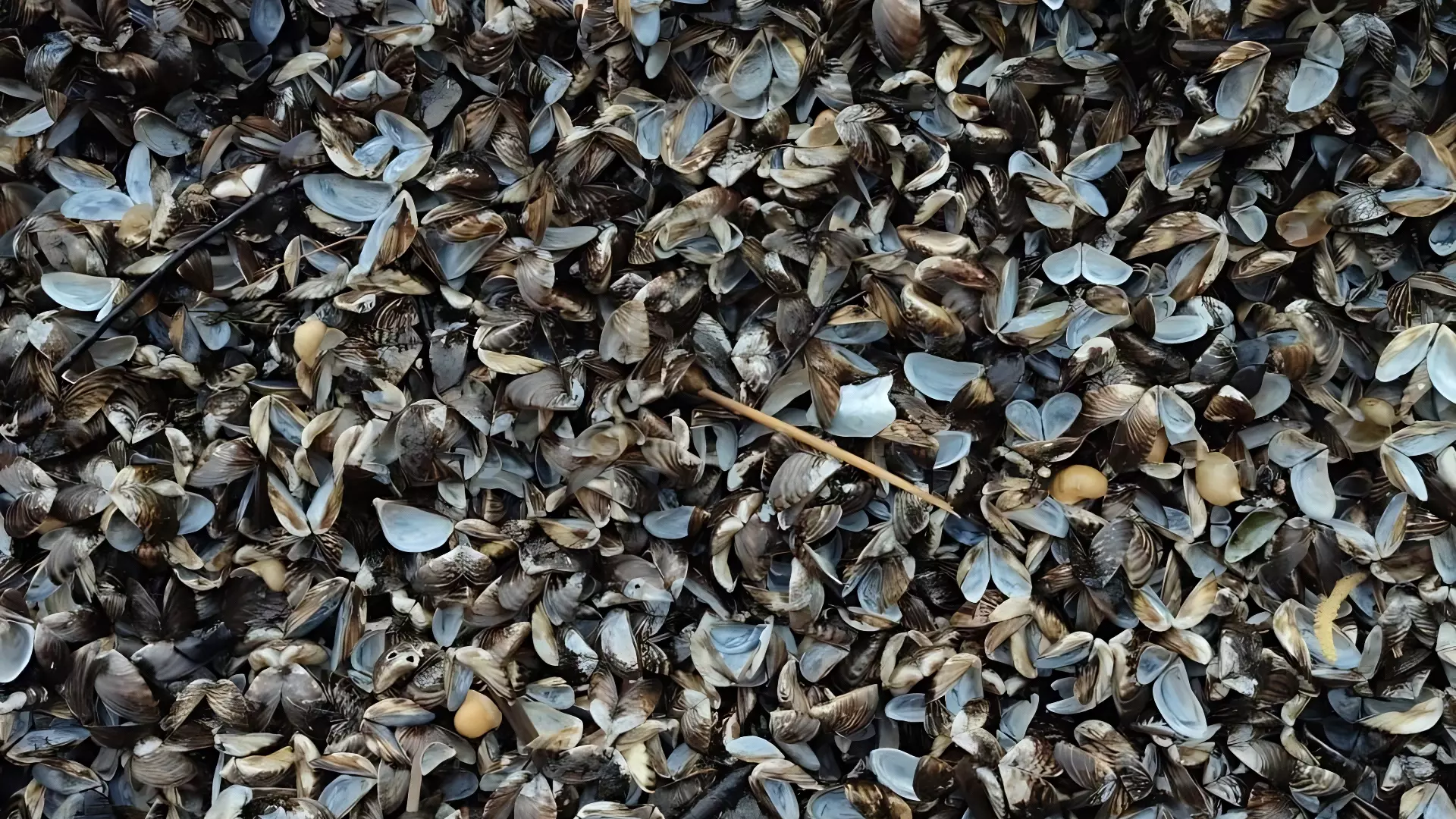 Массовый мор моллюсков в Шершневском водохранилище