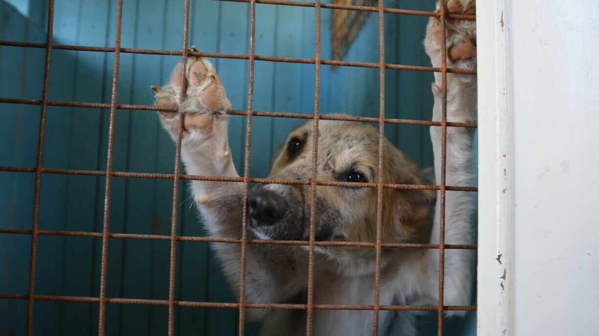 Нет средств на приют для бездомных животных в Челябинской области