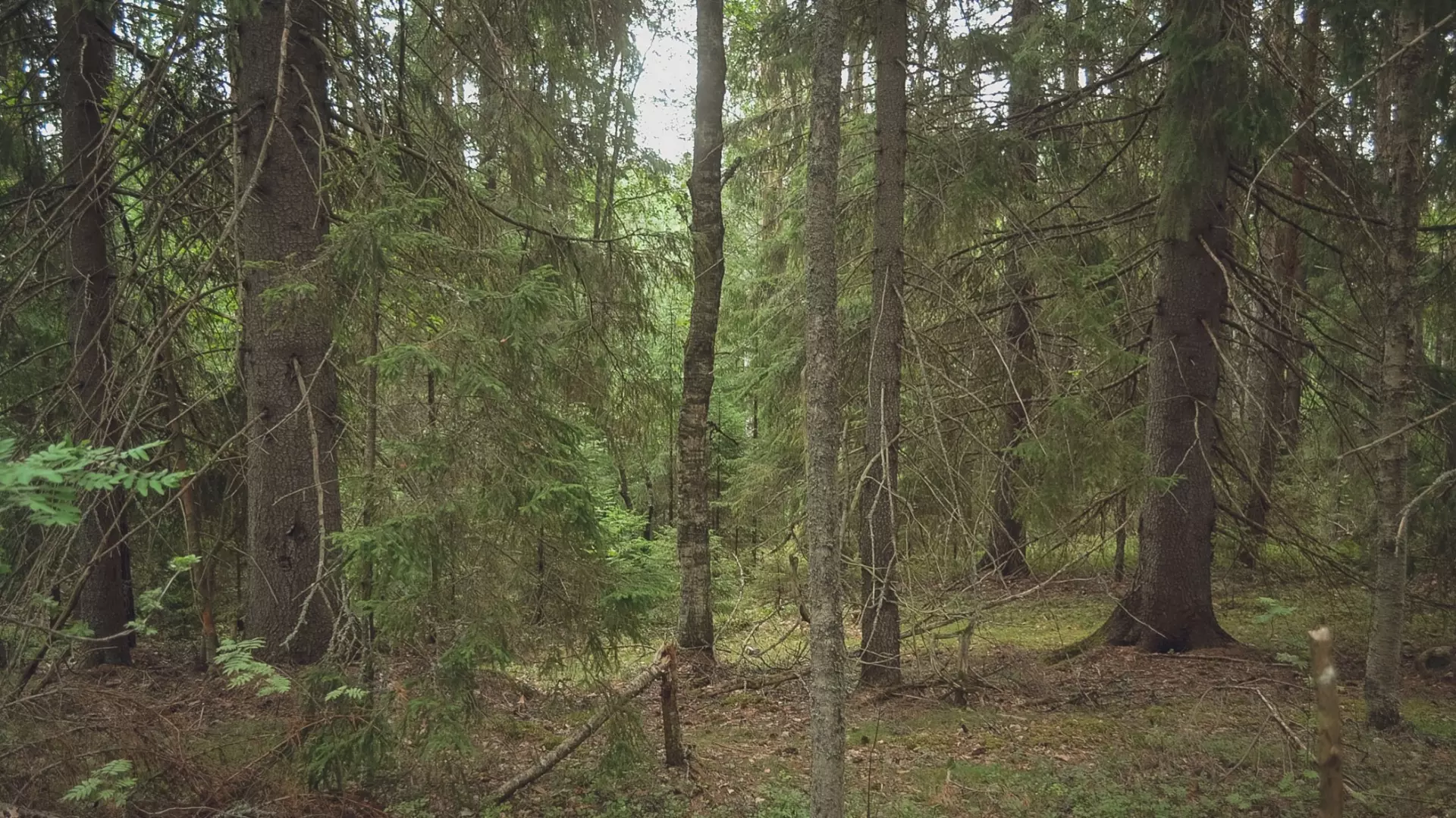 Пенсионерка ушла в лес за грибами и заблудилась в Челябинской области