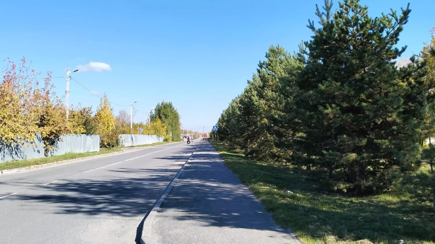 Аллея хвойных деревьев вдоль дороги на выезд из Кременкуля
