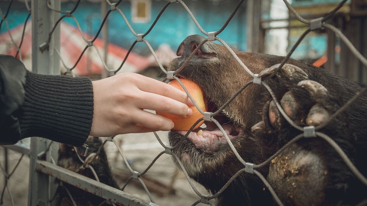 Медведя в челябинском зоопарке кормили запрещённой едой