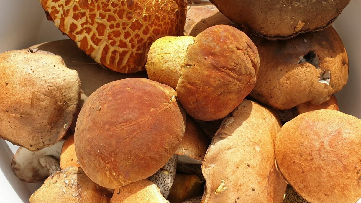 Редкий краснокнижный гриб обнаружен в Челябинской области