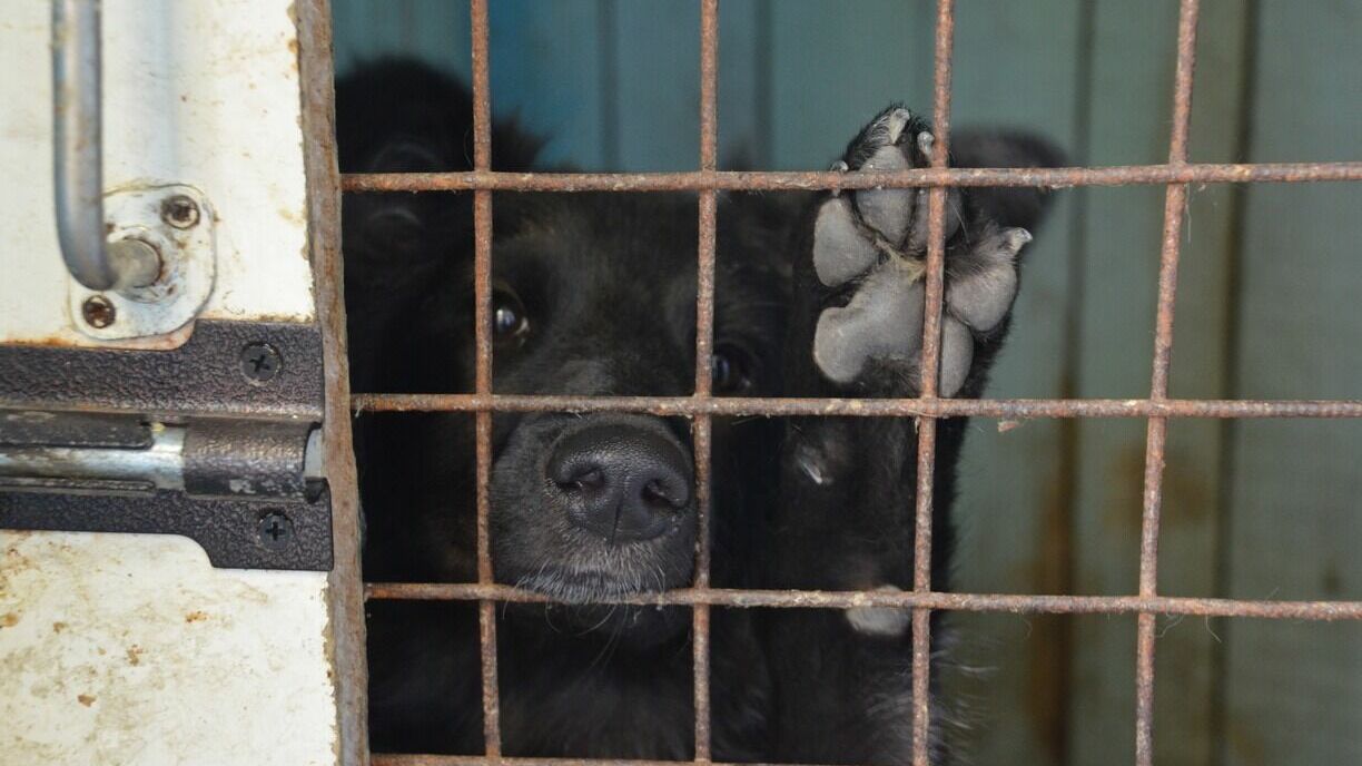 120 животных в челябинском приюте оказались без корма, воды и света