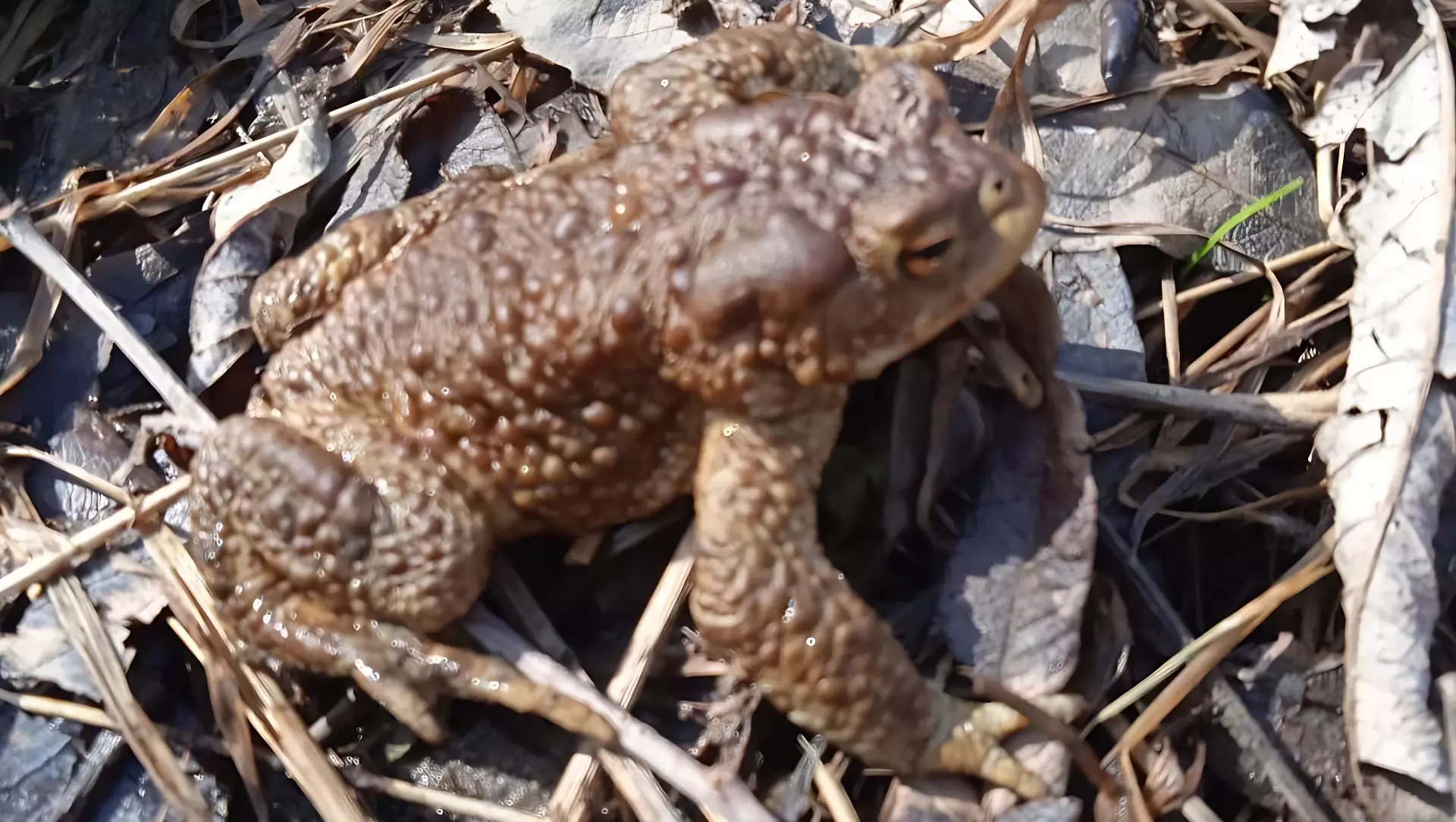 В челябинском нацпарке «Зигальга» проснулись хищные жабы