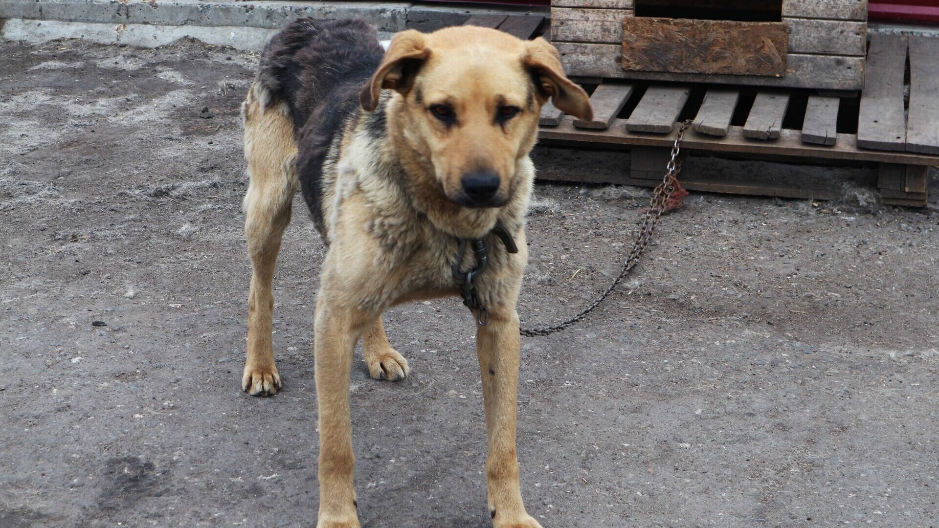 Собачьи цепи и канализационные люки крадут в Челябинской области