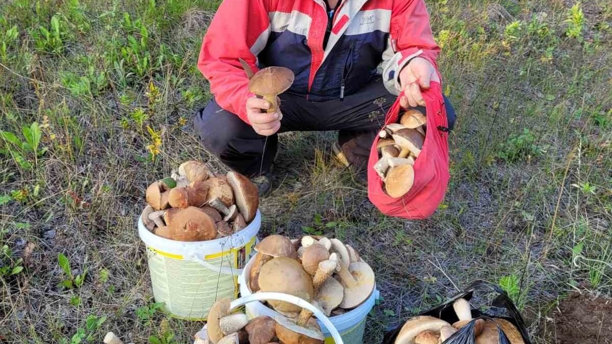 Осень 2023 года в Челябинской области получилась грибная