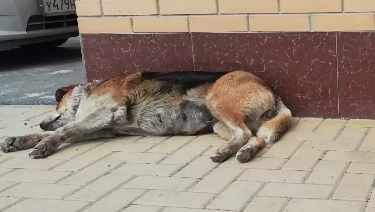 В Челябинске ищут живодеров, которые учинили расправу над собаками