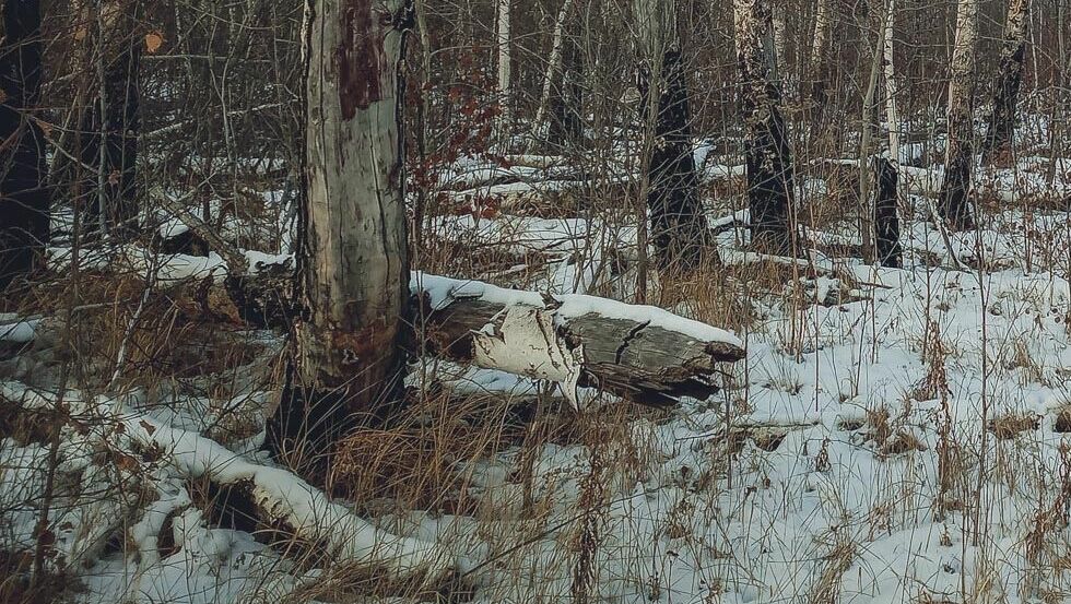 В Челябинской области дерево упало на лесоруба и сломало ему ногу