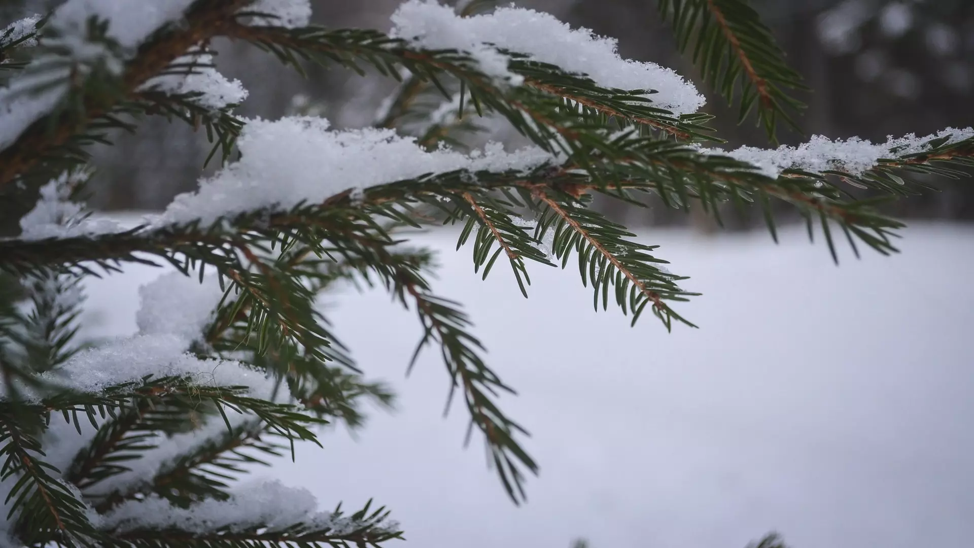 Первый снег выпал в Челябинской области
