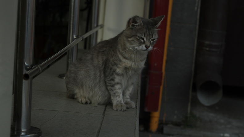 Живодеры выкинули котенка из окна многоэтажки в Челябинске