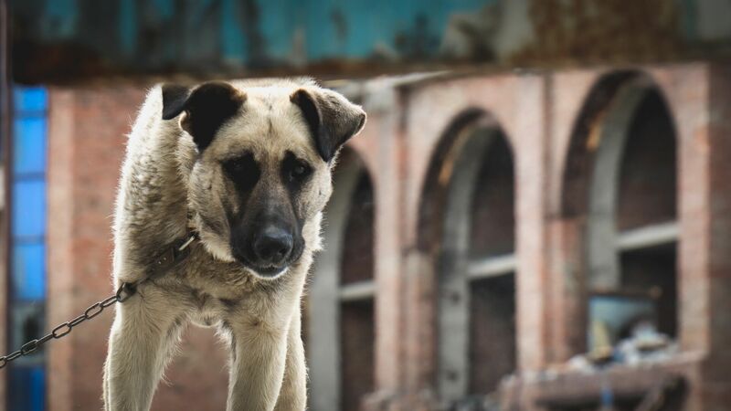 Новые требования по выгулу собак начали действовать в Челябинской области