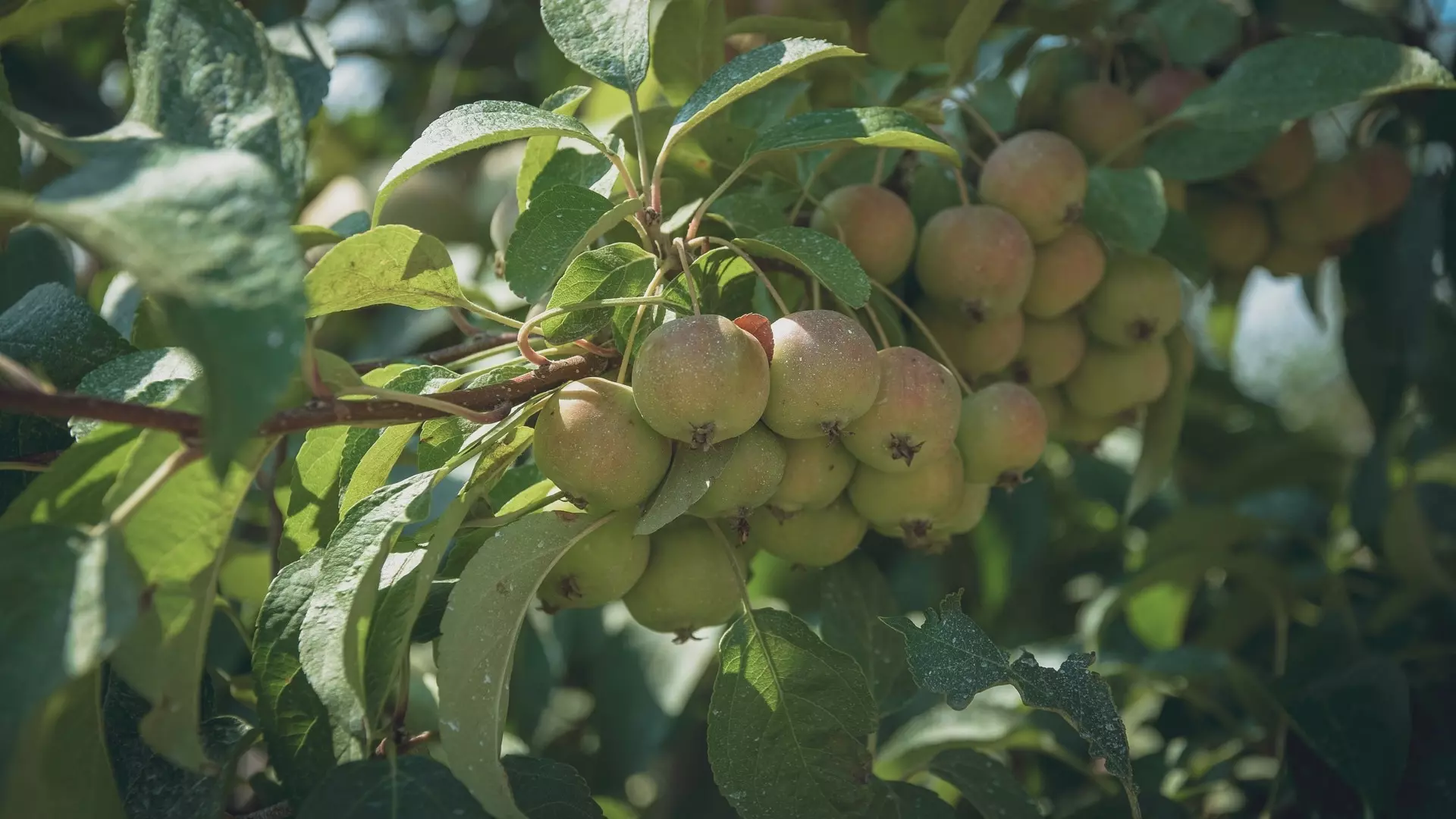 В Каслинском районе Челябинской области решили выращивать квадратные яблоки