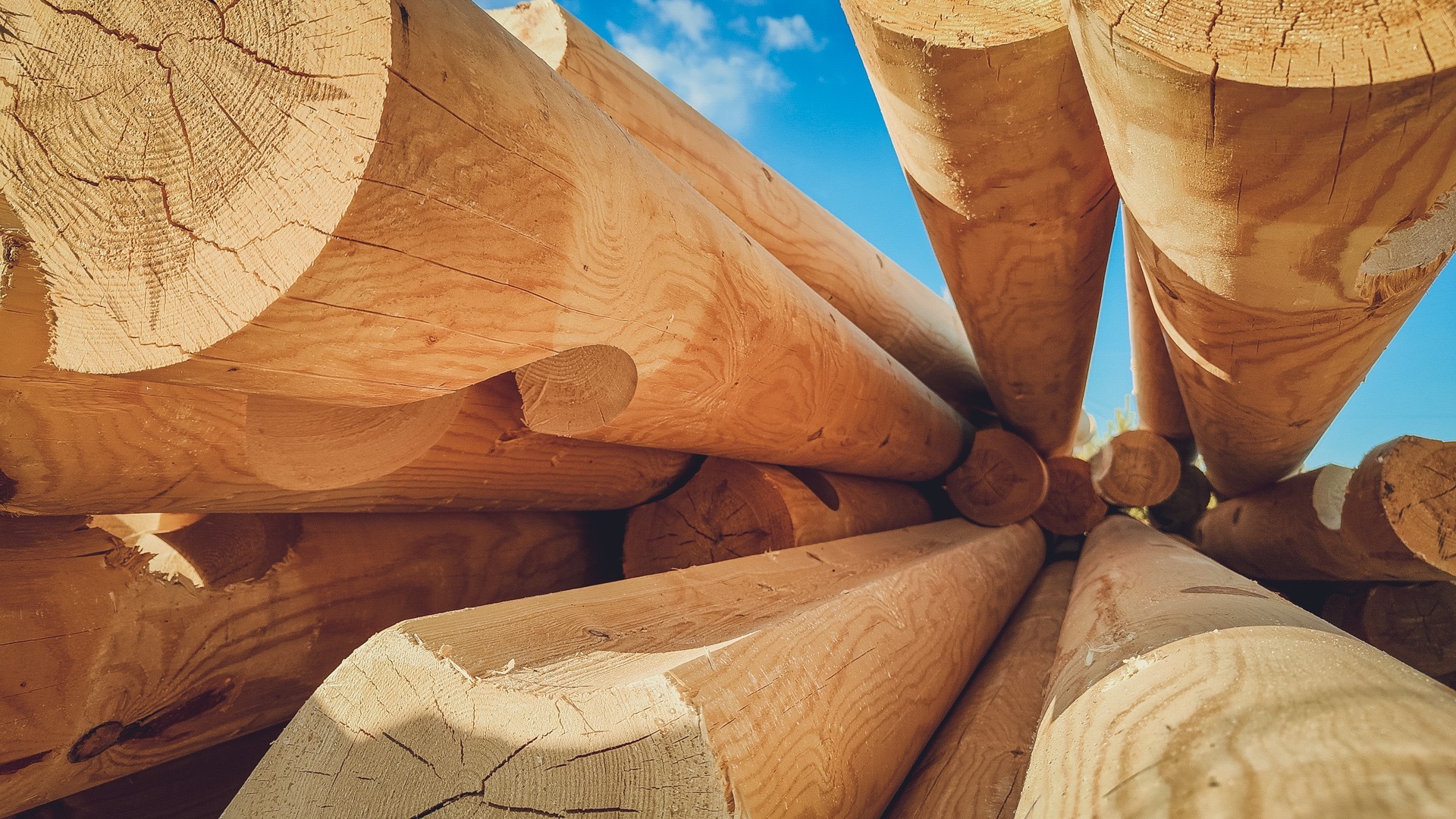 Льготную древесину выделят для челябинских участников СВО