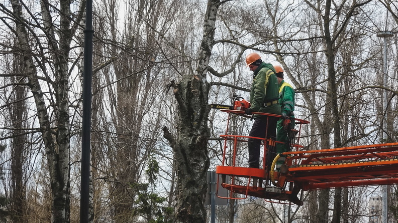 Компенсация не удалась: гибнут деревья, высаженные на замену в Челябинске