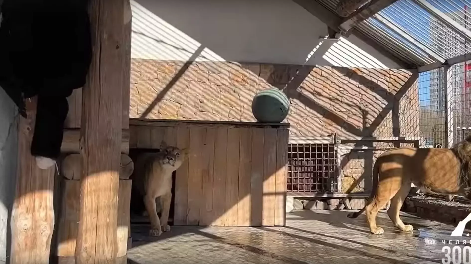 В челябинском зоопарке придумали, чем удивить львов