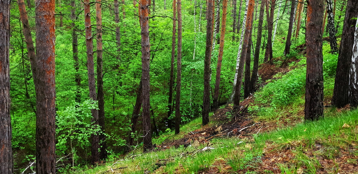 Прокуратура проверит законность вырубки деревьев в Челябинске