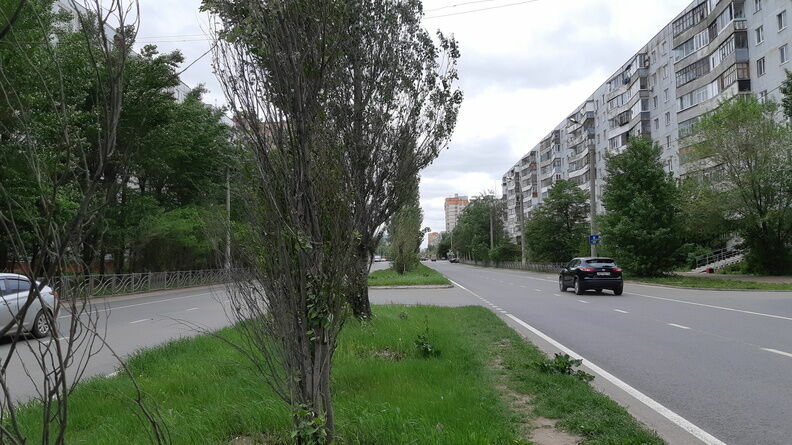 Могут погибнуть через несколько лет из-за неправильной обрезки деревья в Челябинске