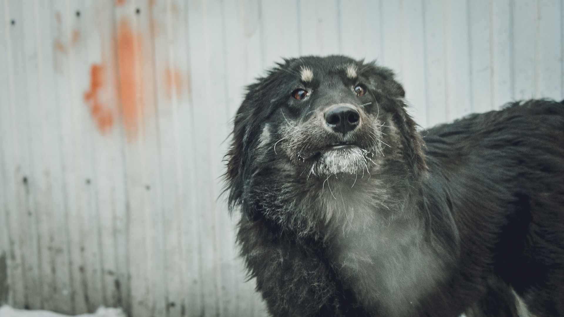 Стая агрессивных бездомных собак обитает возле лицея в Челябинске