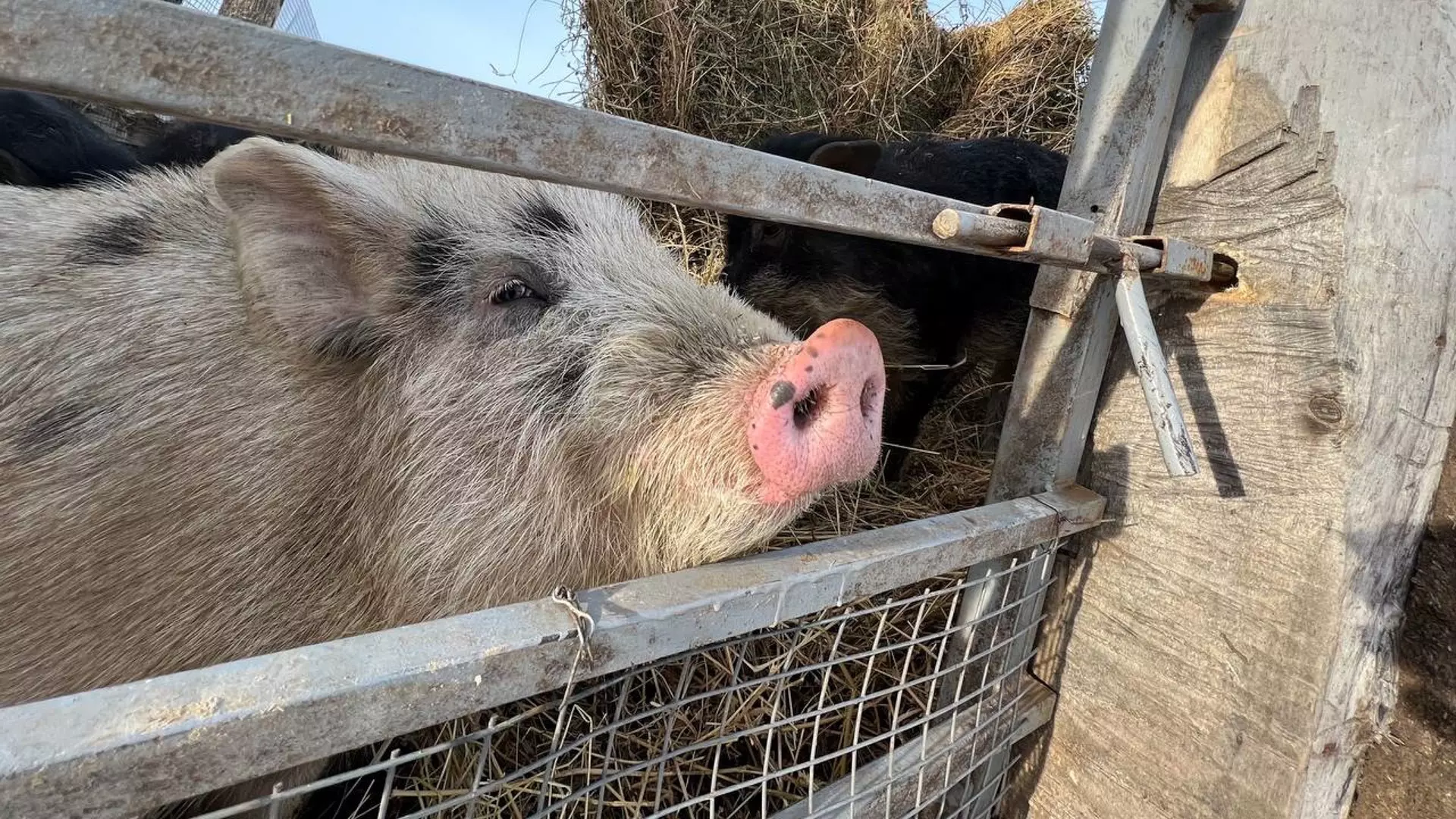 Эпидемия африканской чумы свиней может затронуть Челябинскую область