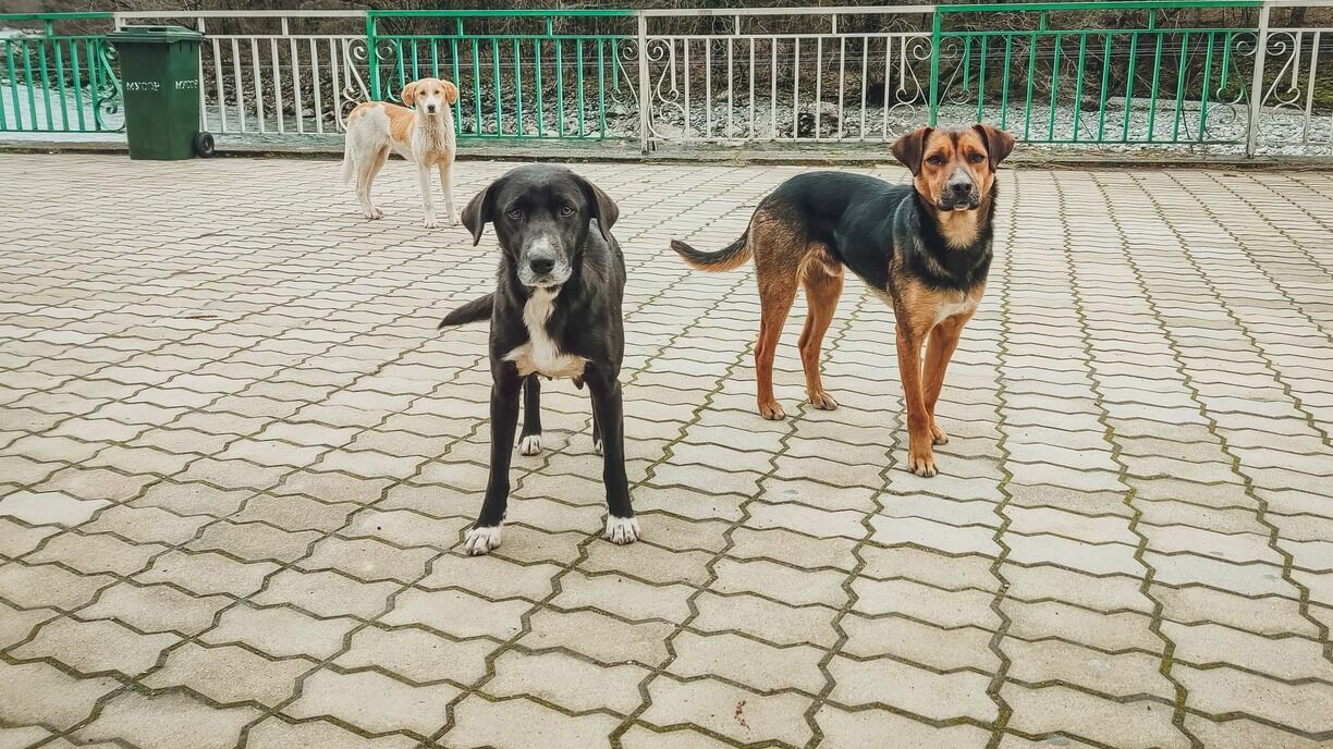 Cтая собак-охранников терроризирует жителей челябинского ЖК