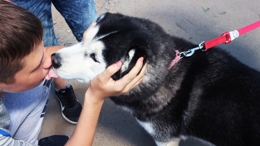 Решена судьба искусавшей 7-летнего ребенка собаки в Челябинске