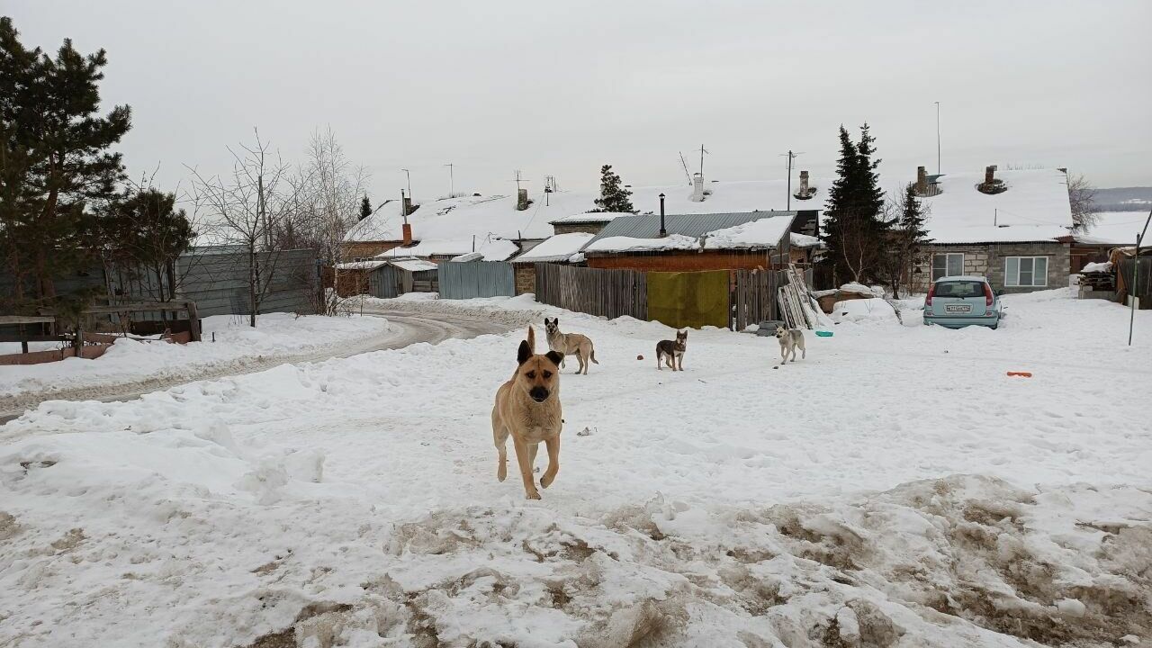 «Собачий» вопрос вскоре решится в Челябинской области