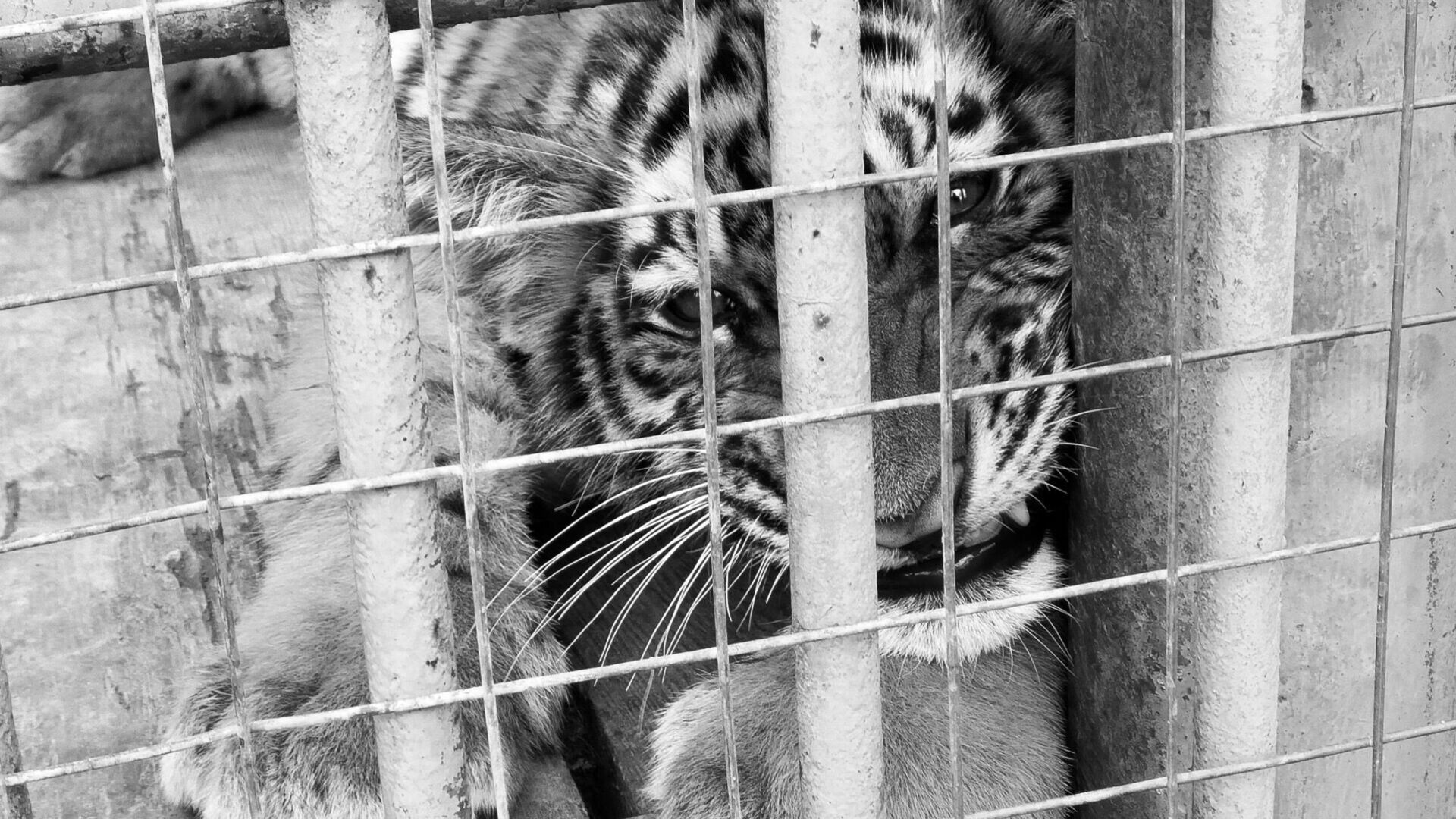 Восемь зоопарков без лицензии обнаружили в Челябинской области