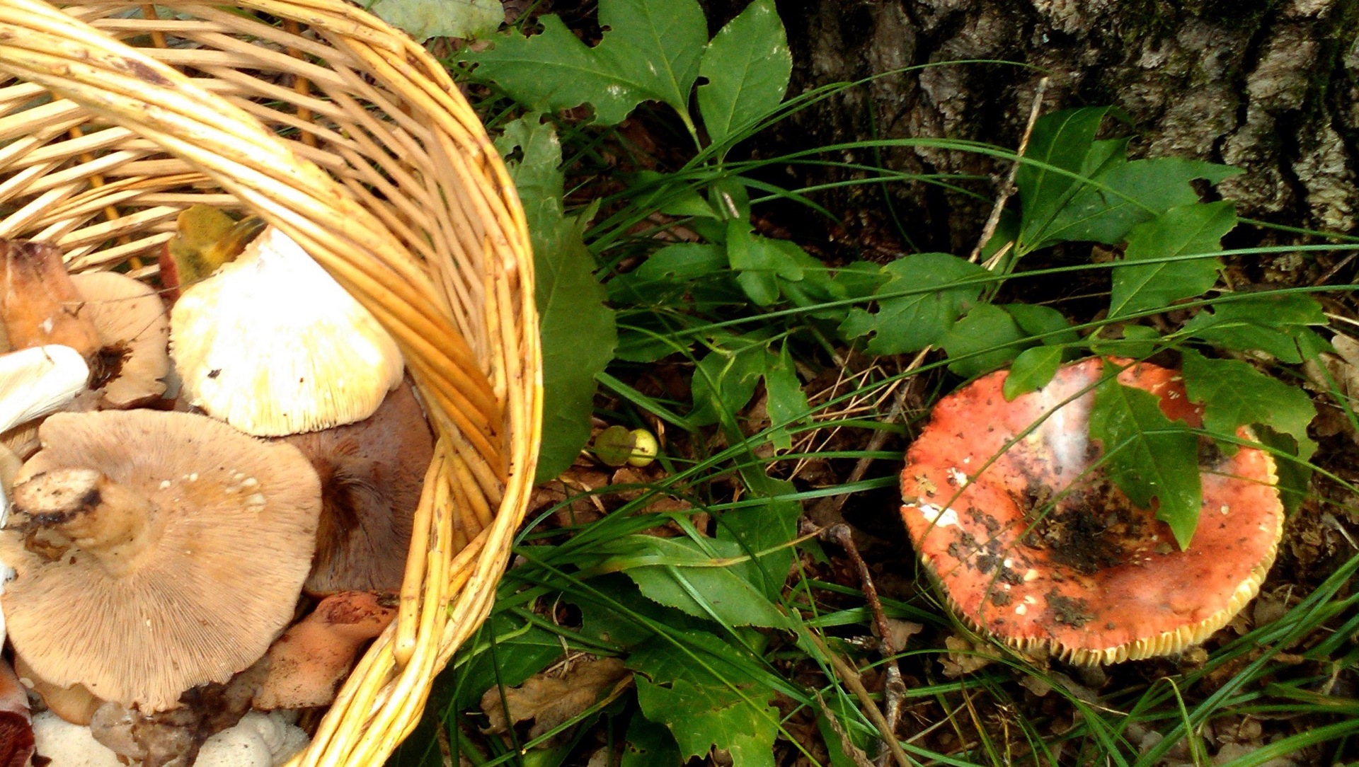 Сбор грибов и ягод запретили на юге Челябинской области