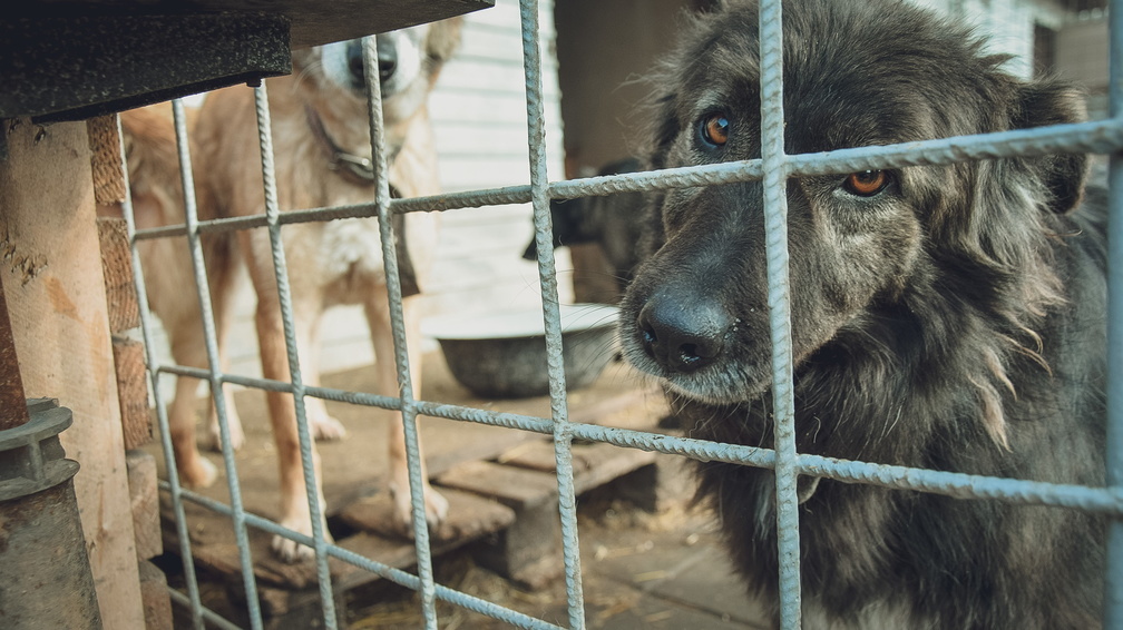 Отравить их собак угрожают садоводам на ЧМЗ в Челябинске