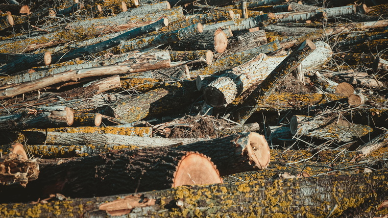 Санитарная вырубка деревьев пройдет в челябинском парке Тищенко