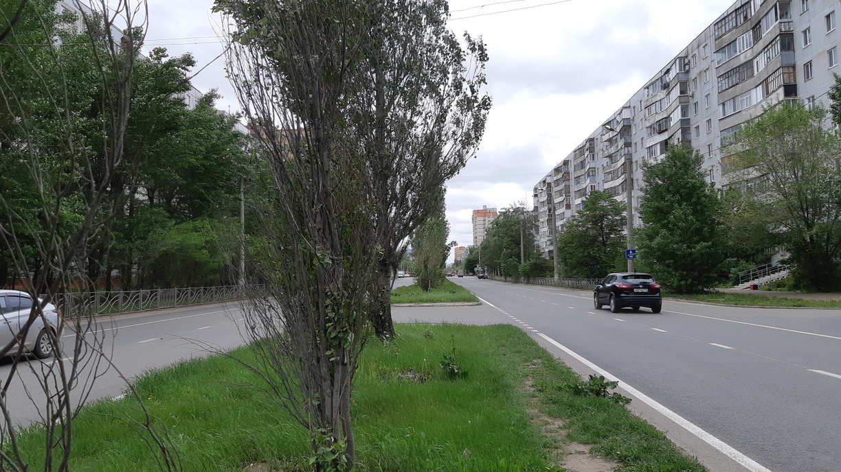 Высаженные губернатором Челябинской области лиственницы засохли