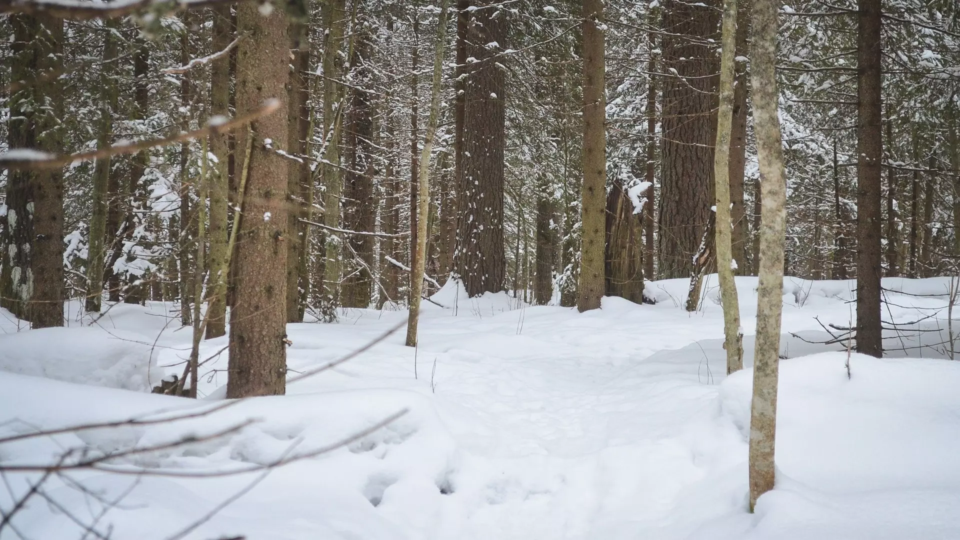 Тело без вести пропавшего челябинца нашли в лесу с признаками обморожения
