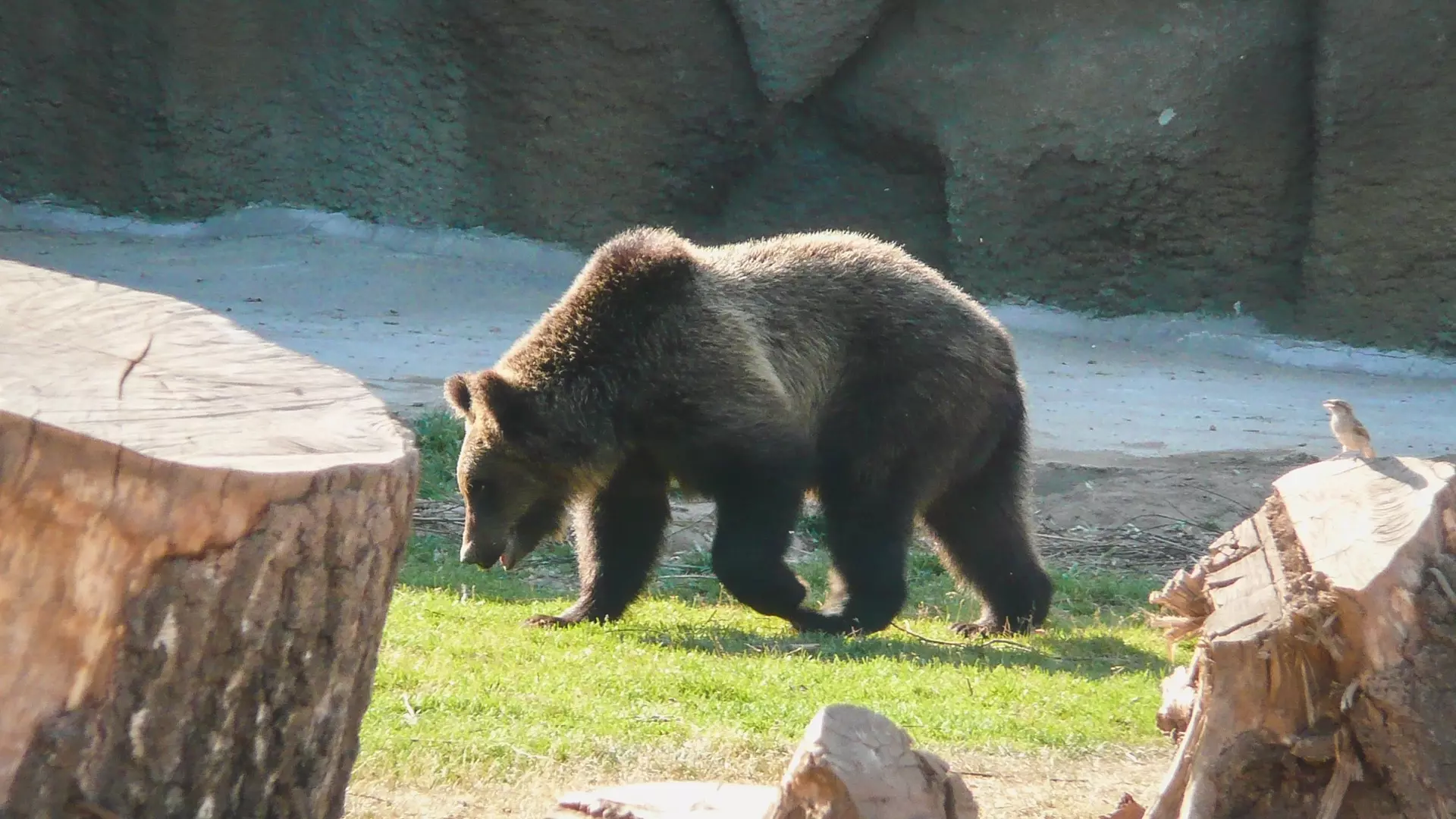 В нацпарке «Таганай» заметили медведицу с выводком