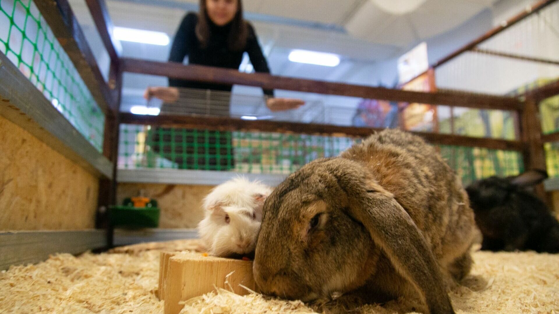 Спрос на кроликов в России подскочил в 20 раз, рассказал челябинский депутат