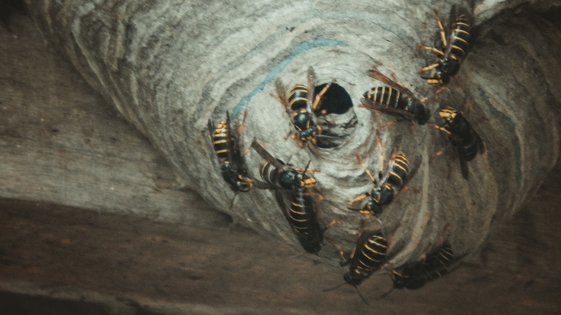 «Пьяные» осы свили гнездо в детском саду в Челябинске и покусали детей