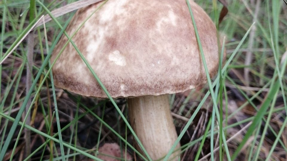 Третьи сутки не могут найти пенсионерку, ушедшую за грибами в Челябинской области