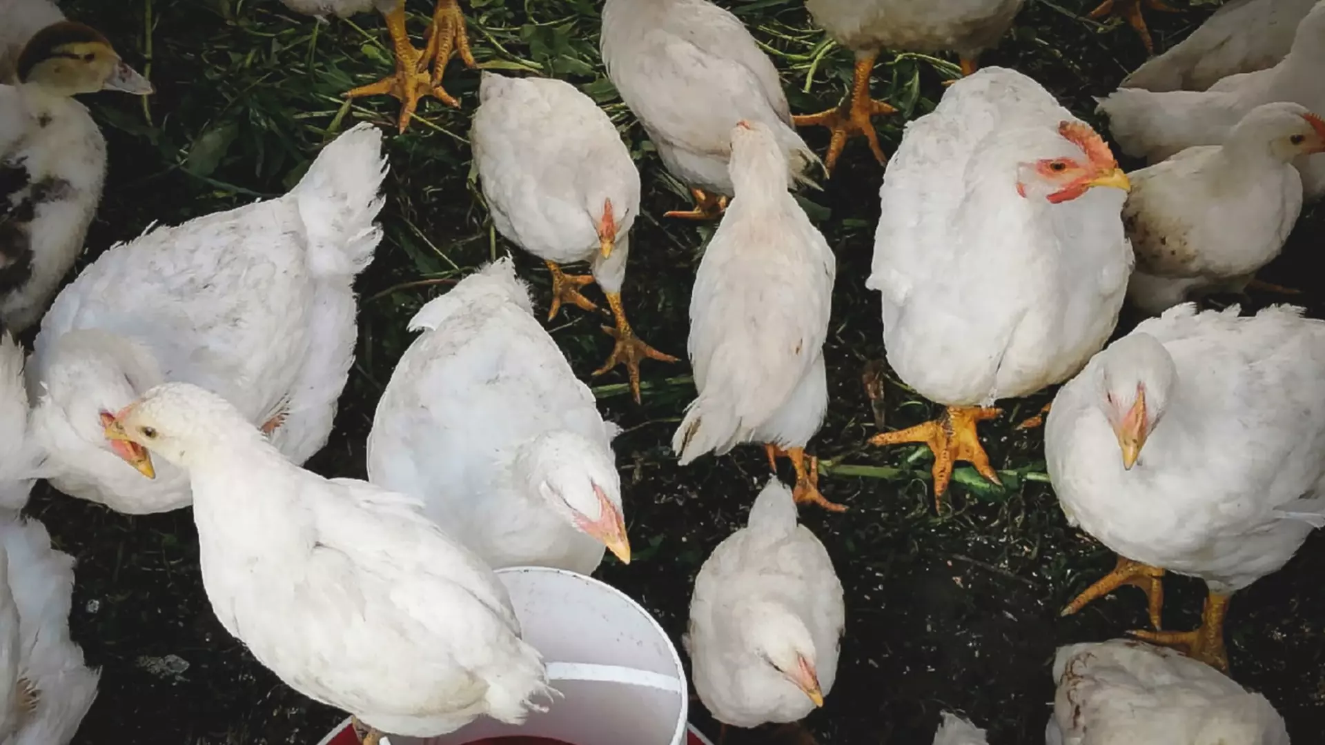 Мобилизованный челябинец требует запретить стройку птицефабрики