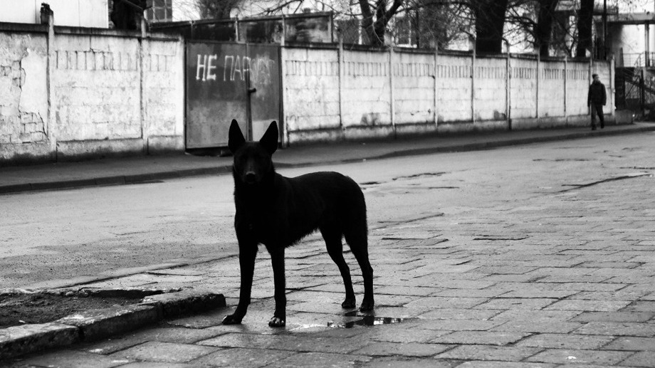 Собаки нанесли рваные раны женщине в центре Челябинска