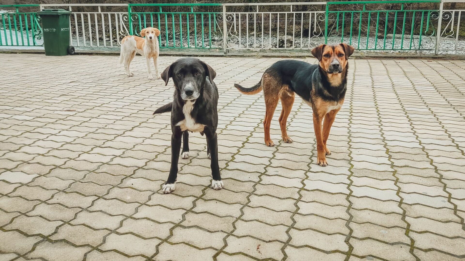 Бездомные собаки продолжают терроризировать жителей Троицка