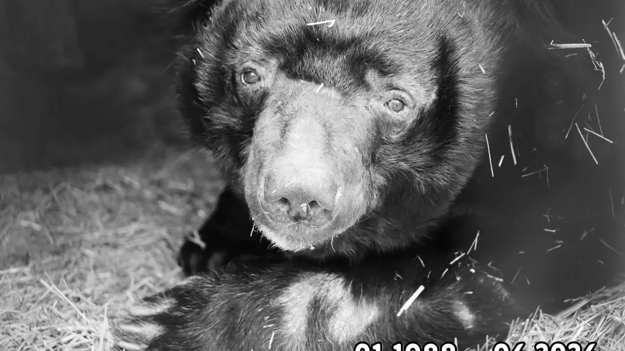 В зоопарке Челябинска скончался 36-летний гималайский медведь Харитон