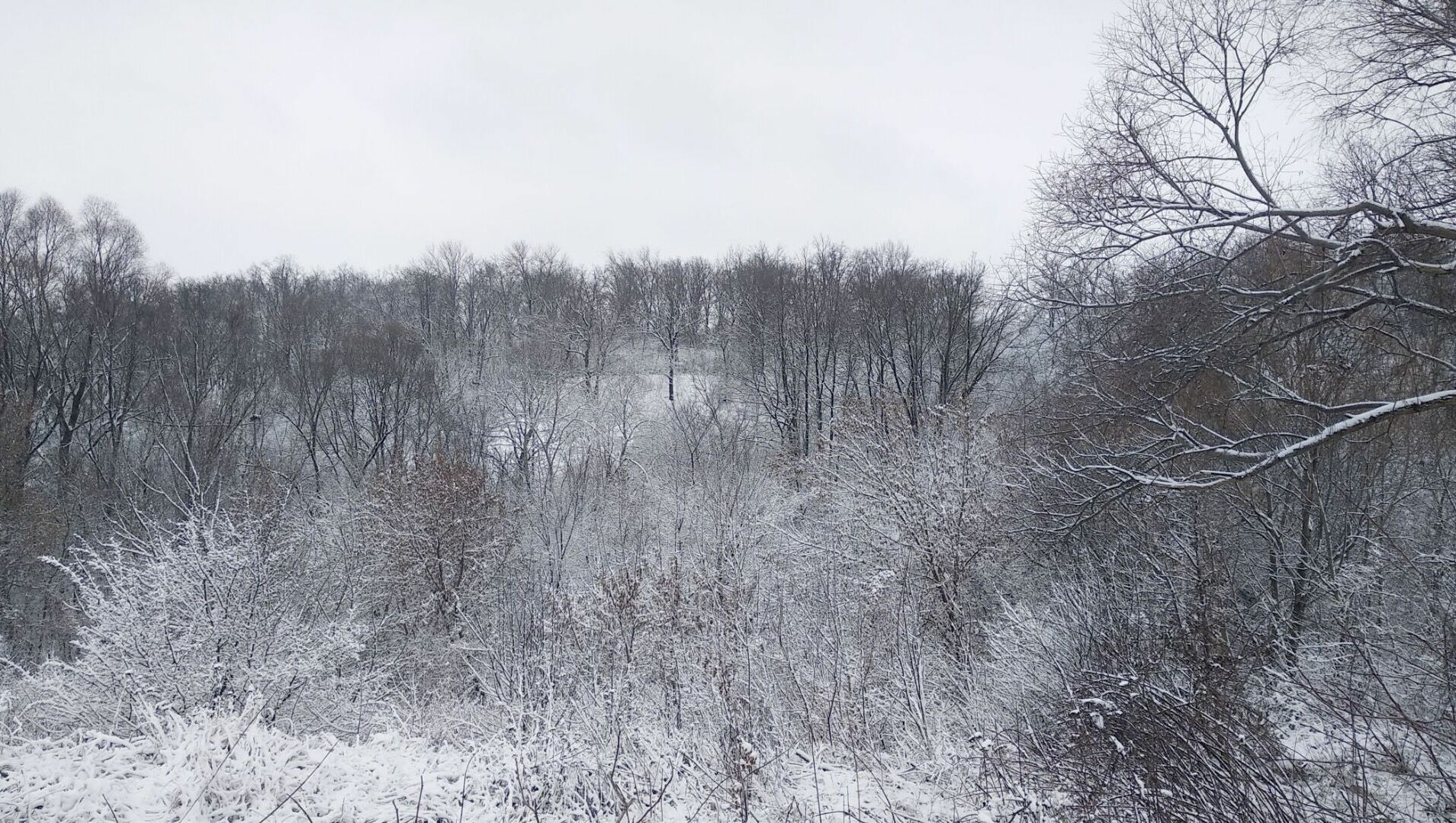 Житель Челябинска замерз насмерть в Каштакском бору