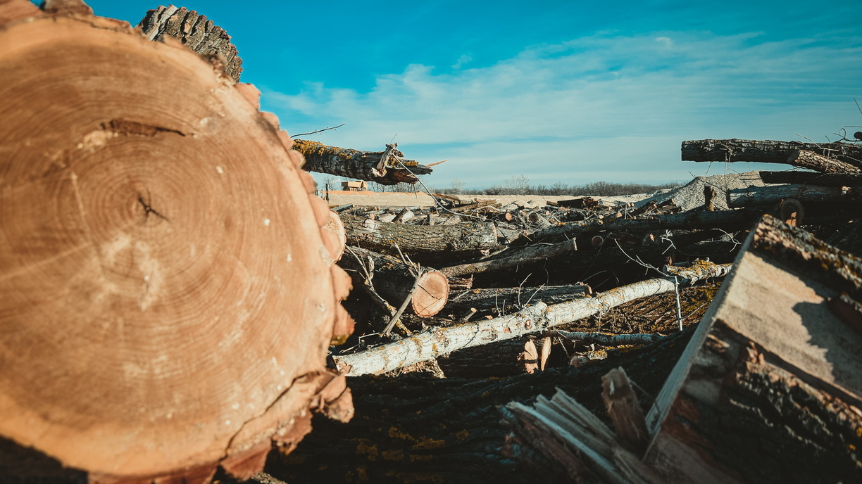 Взрослые деревья вырублены ради нового сквера в Челябинске