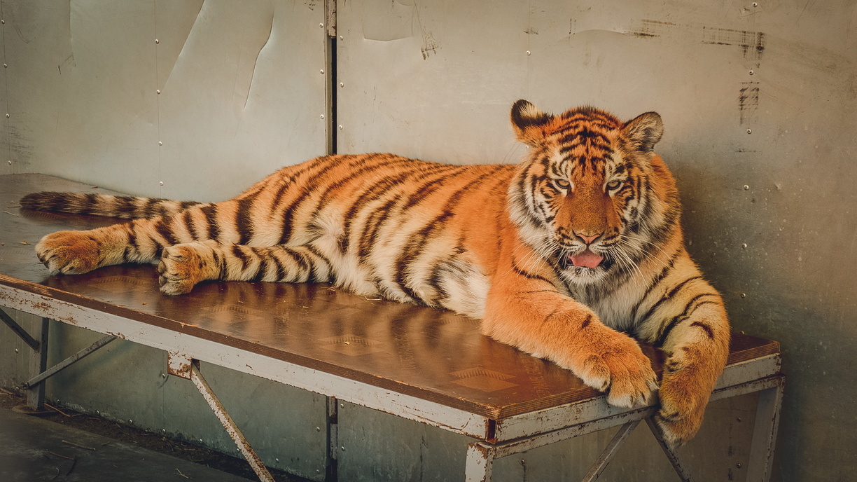 Амурских тигров поддержат в Челябинске