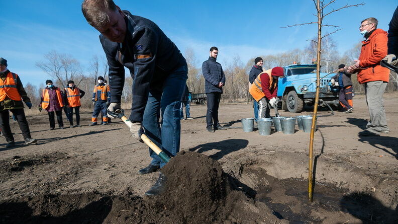 Высадят 23 лиственницы вместо выкорчеванных пней в Челябинске