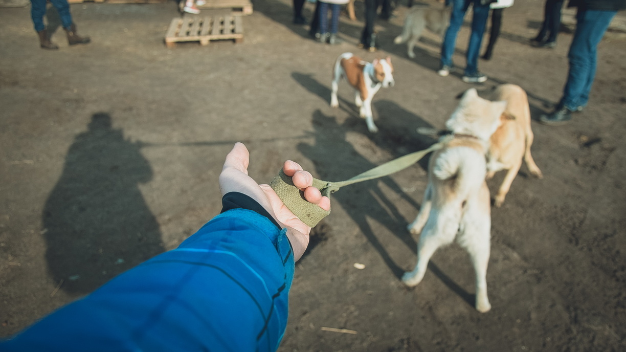 Скульптура пса-дворника появилась в Челябинске