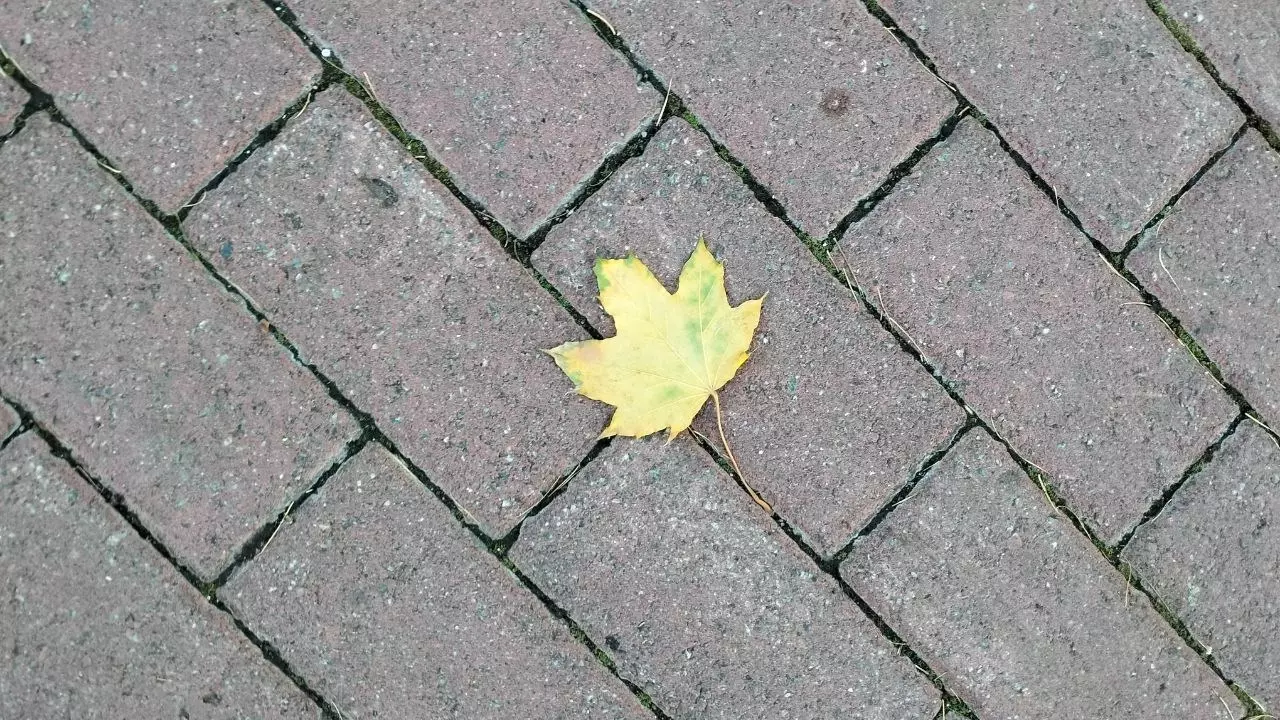 Упавший лист