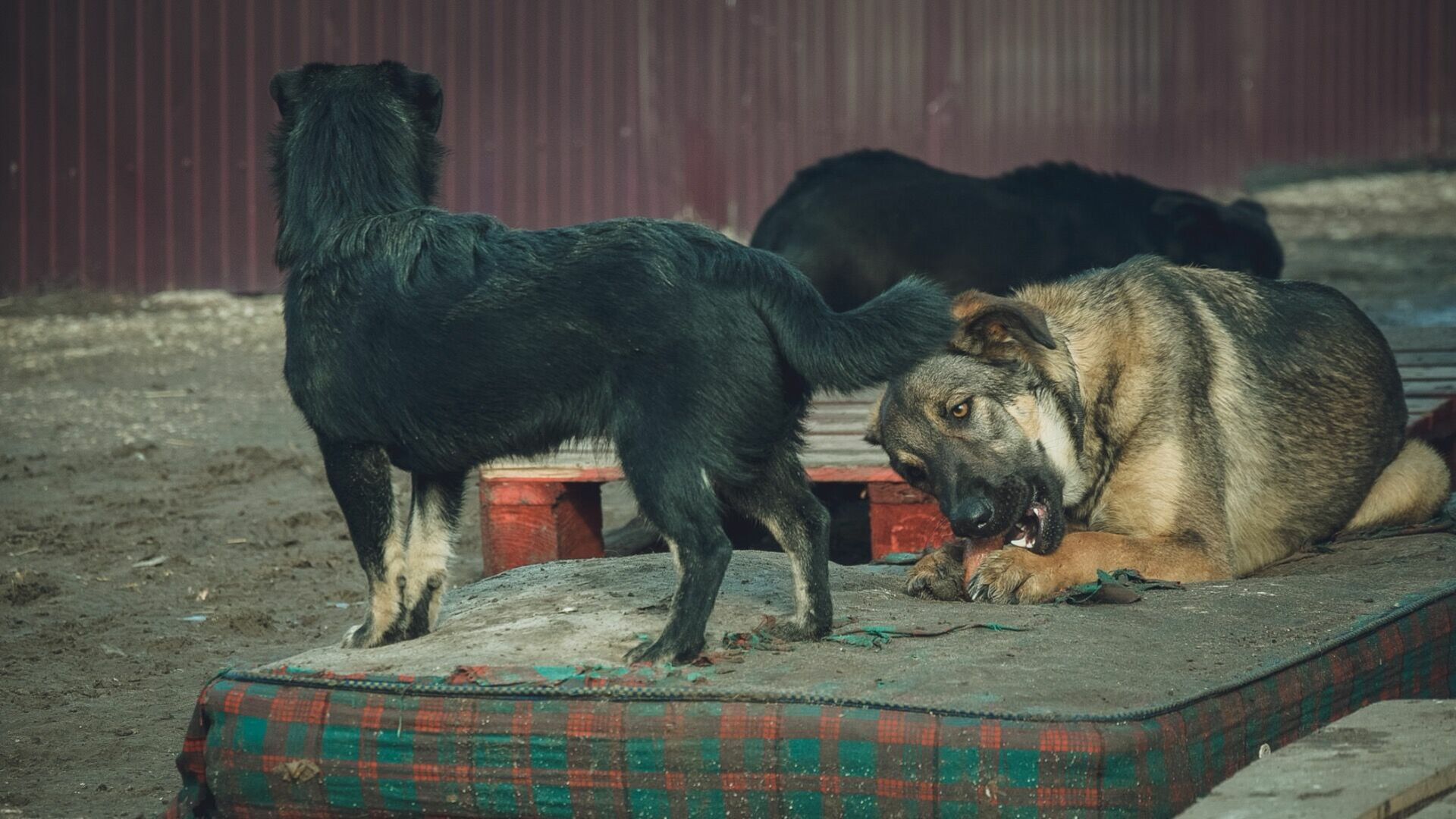 Прикармливать и укрывать бездомных собак запретили челябинцам