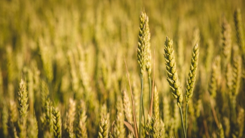 Пожар уничтожил 137 гектаров пшеницы в Челябинской области