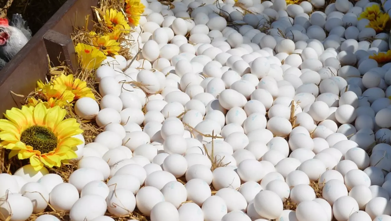 Яйца из США, Бразилии и Канады будут поставлять на Южный Урал